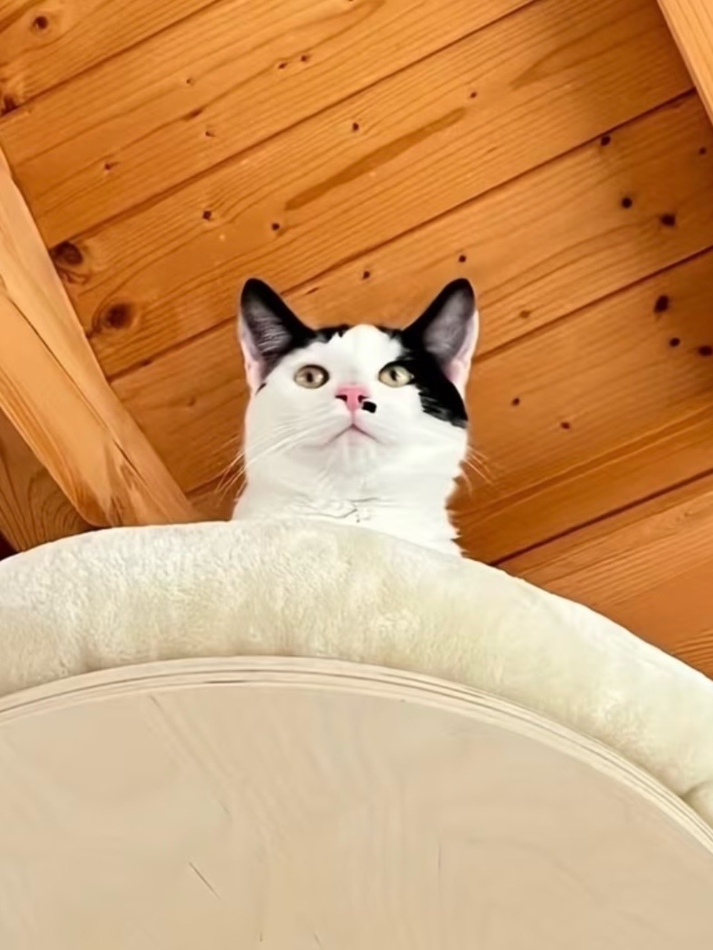 Plush Wall-Mounted Cat Bed in Beige - Picture 2 of 7